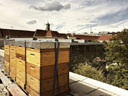 Bienen am Uni Campus Wien