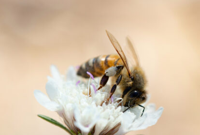 Biene in Blüte